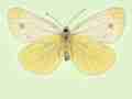 Pieris napi male (aberrant form deficiens, verso 2) (Internet Image property of respective owner, non-commercial use only)